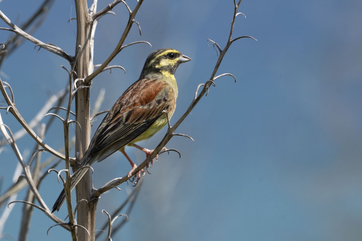 Cirl Bunting - ML635897359
