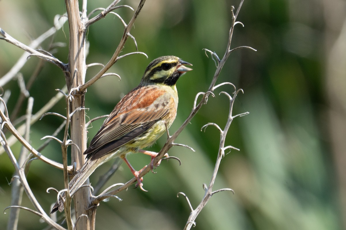 Cirl Bunting - ML635897360