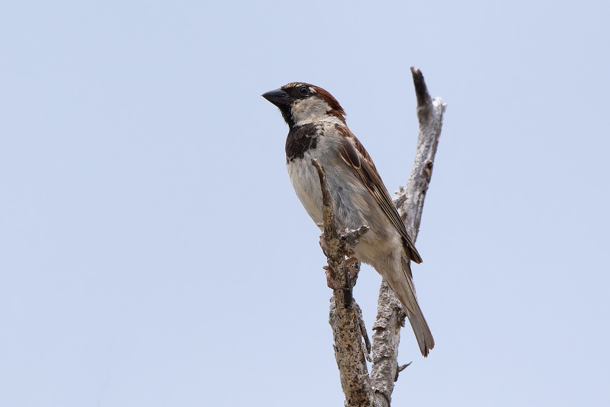 House Sparrow - ML635897400