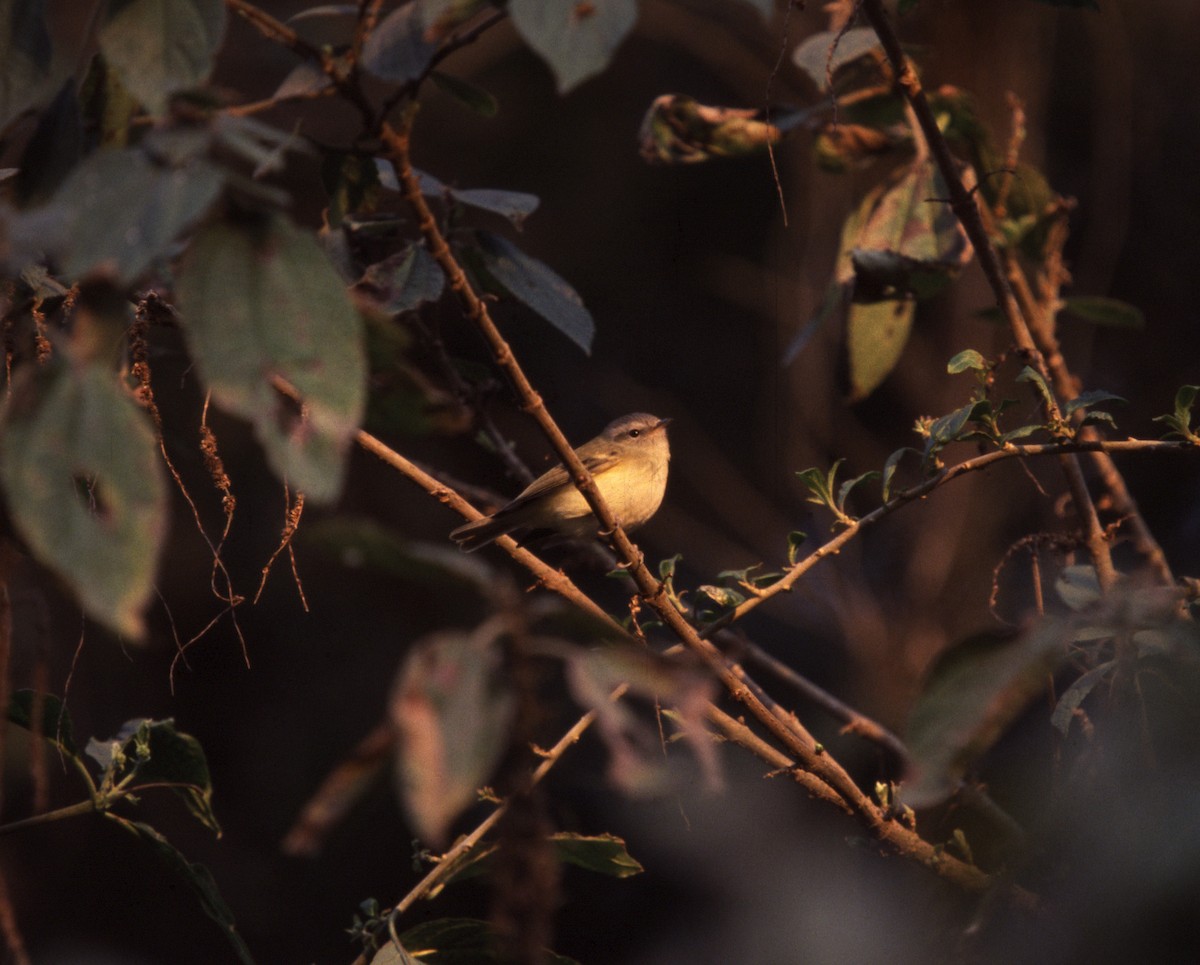 Buff-banded Tyrannulet - ML635897401