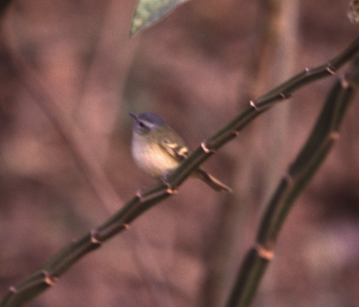 Buff-banded Tyrannulet - ML635897402