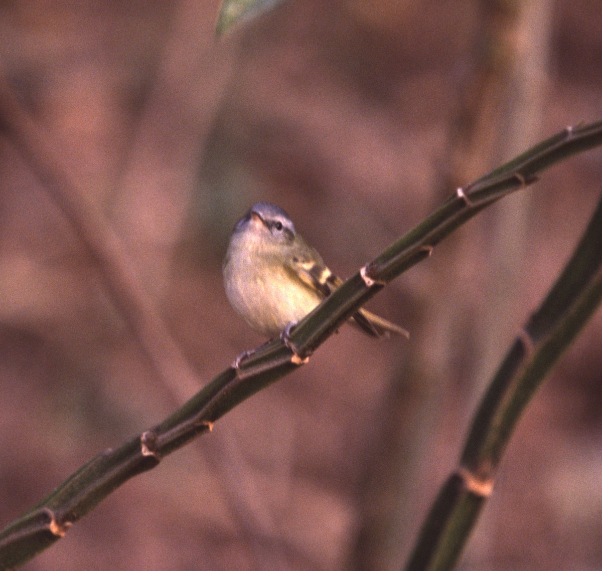 Buff-banded Tyrannulet - ML635897403