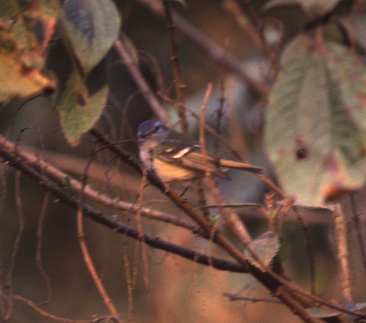 Buff-banded Tyrannulet - ML635897404