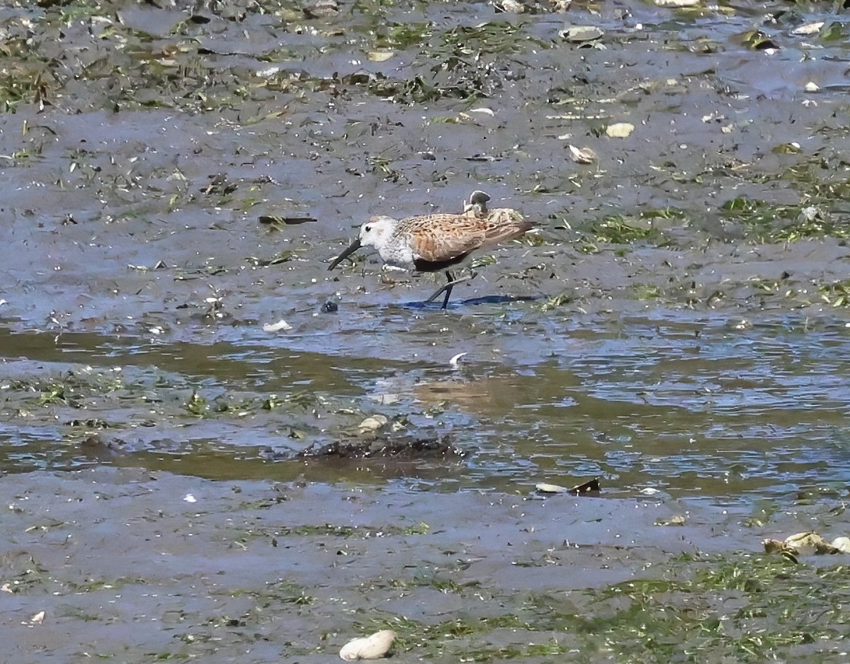 Чернозобик - ML635897456