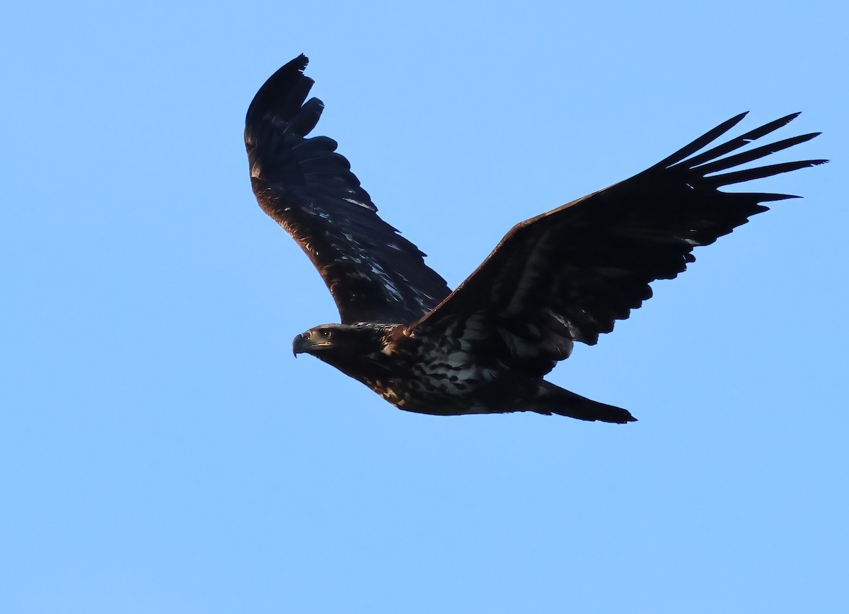 Белоголовый орлан - ML635897477