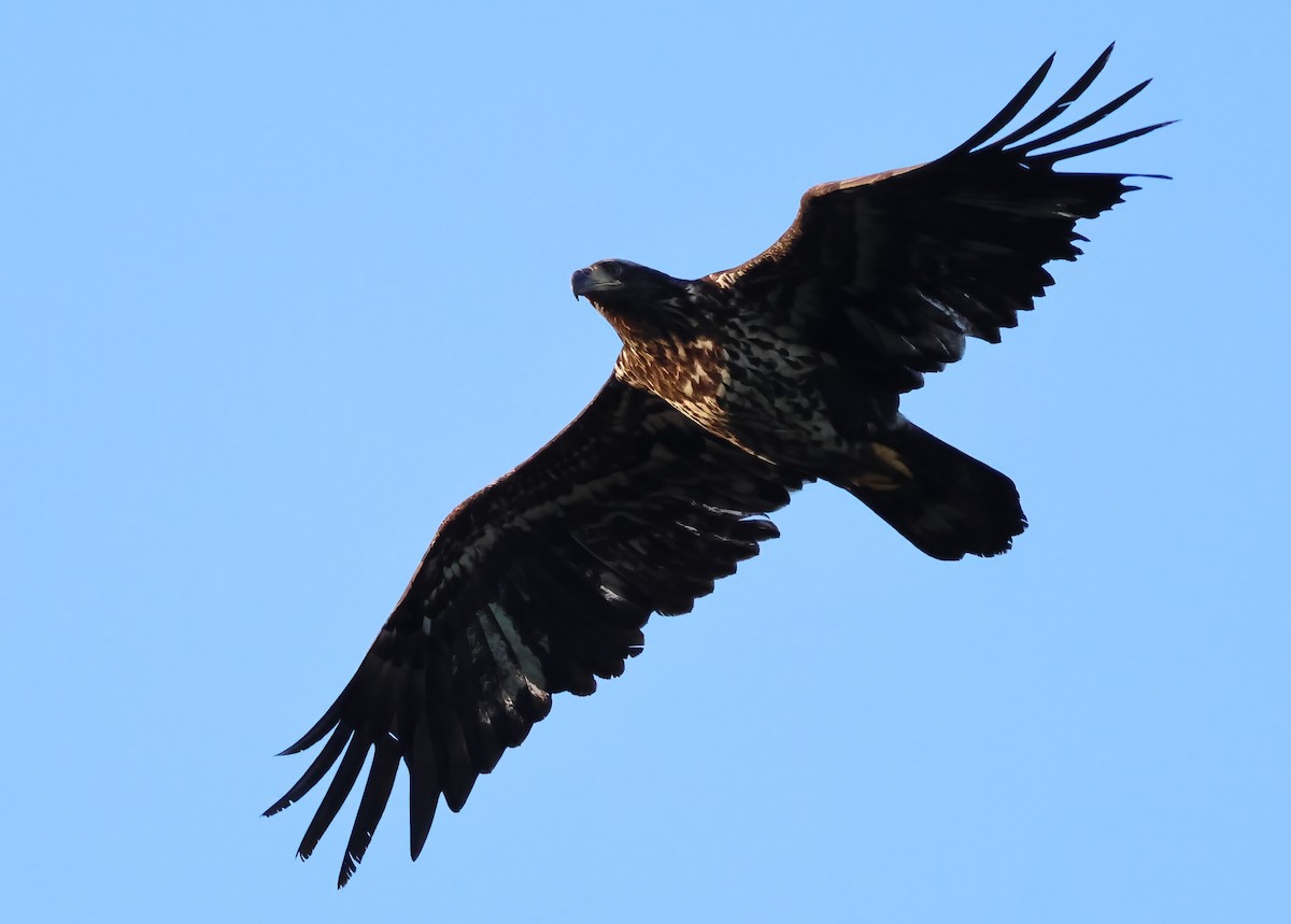 Белоголовый орлан - ML635897478