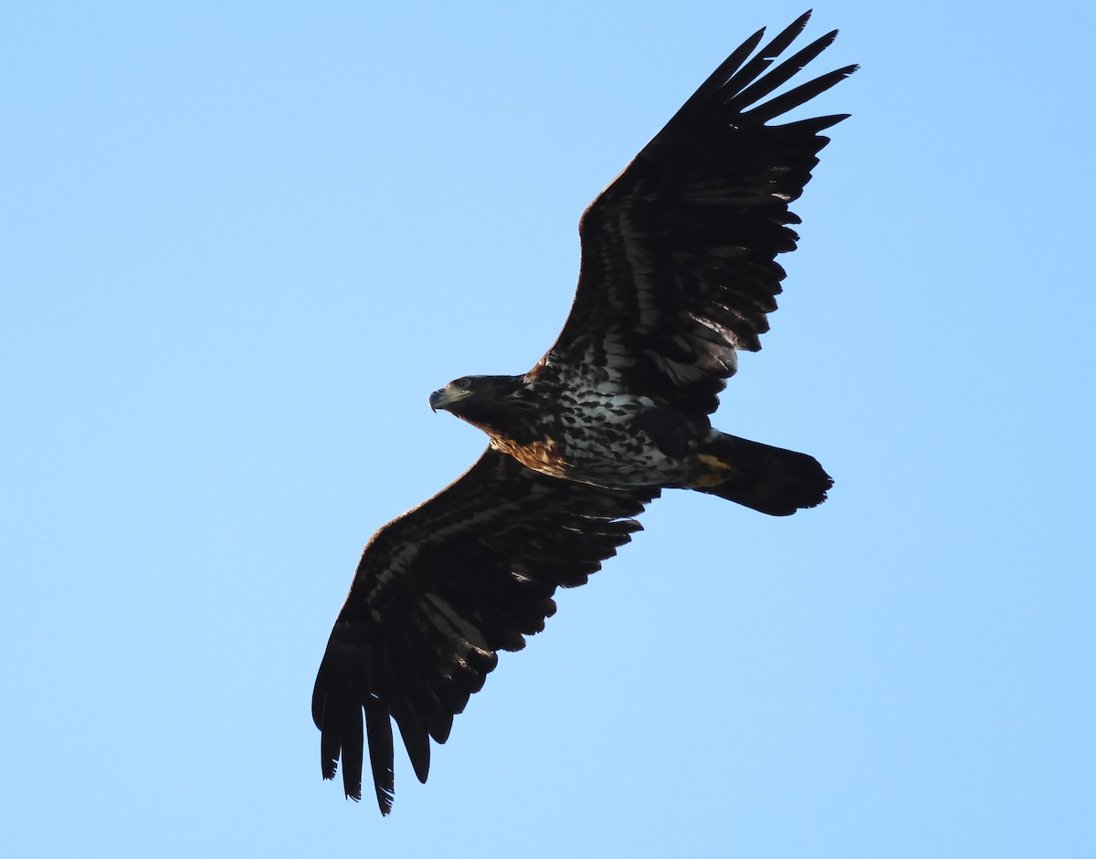 Белоголовый орлан - ML635897479