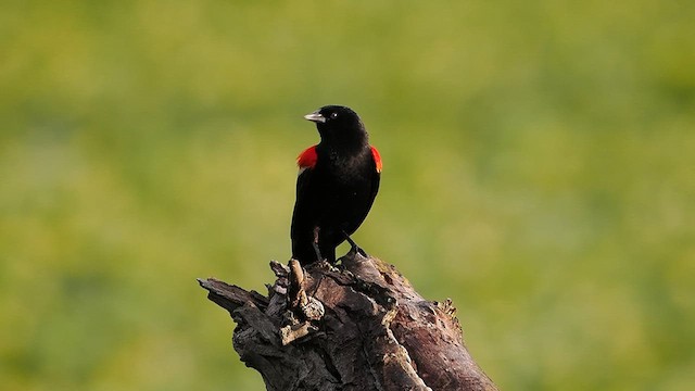 Red-winged Blackbird - ML635897543