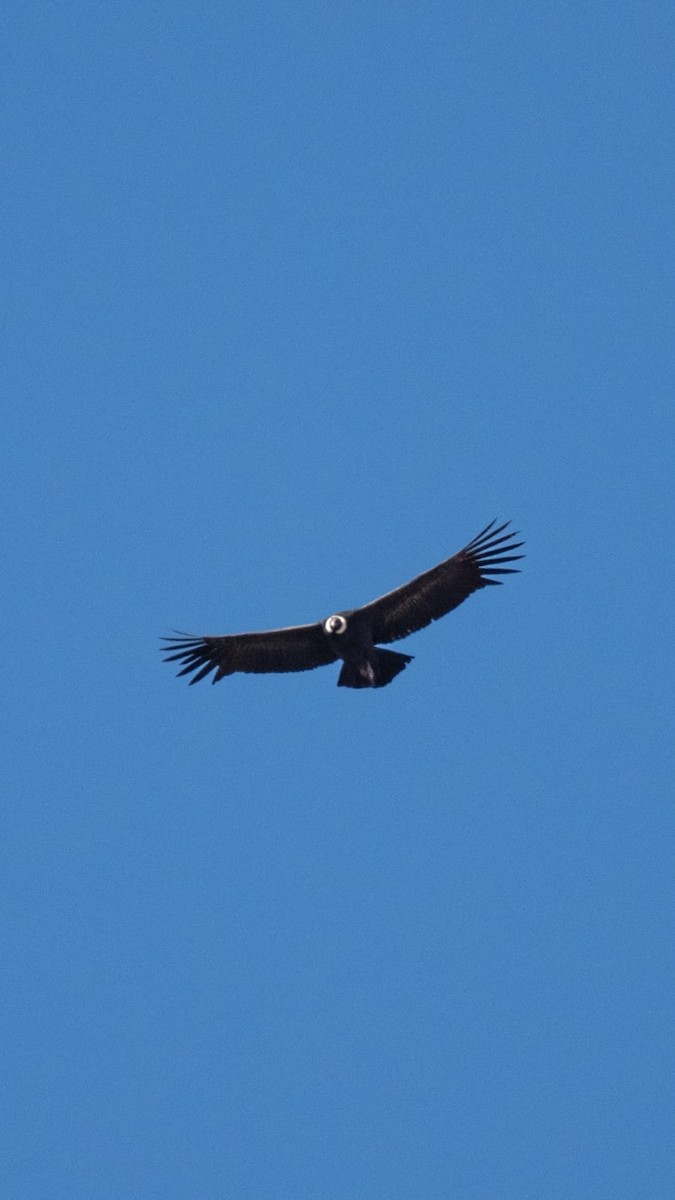 Condor des Andes - ML635897684