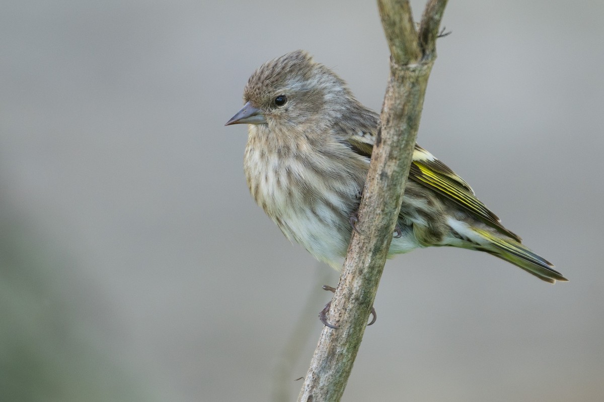 Pine Siskin - ML635897772