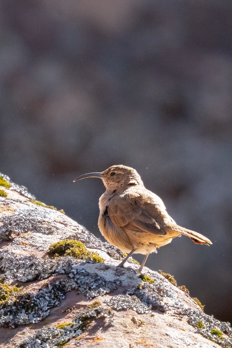 Buff-breasted Earthcreeper - ML635897831