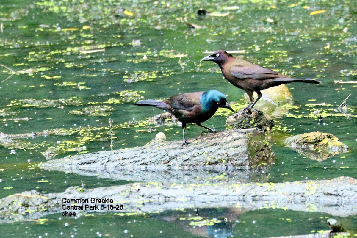 Common Grackle - ML635897841