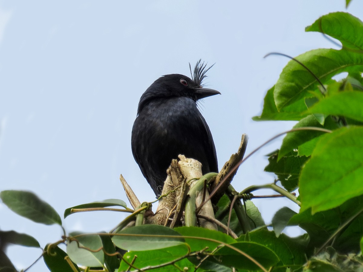 Crested Drongo (Madagascar) - ML635897970