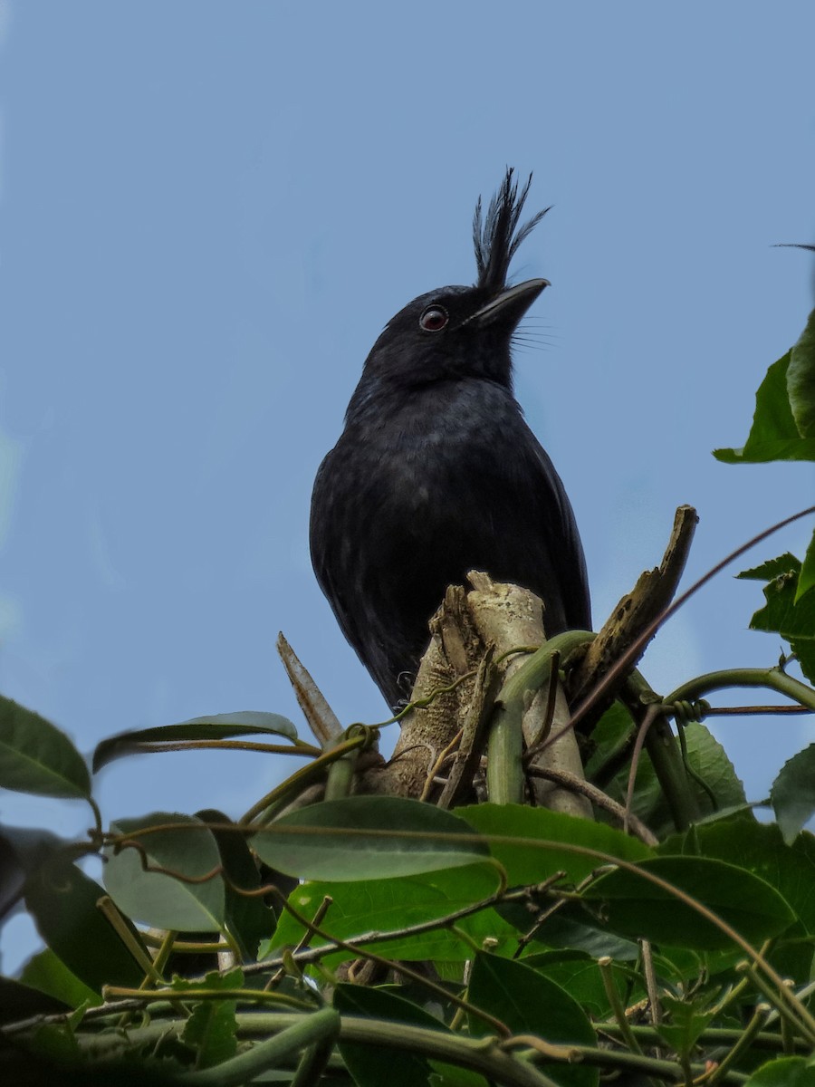 Crested Drongo (Madagascar) - ML635897988