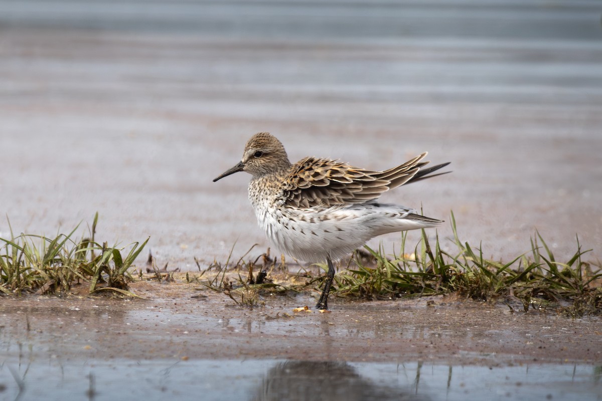 White-rumped Sandpiper - ML635898018