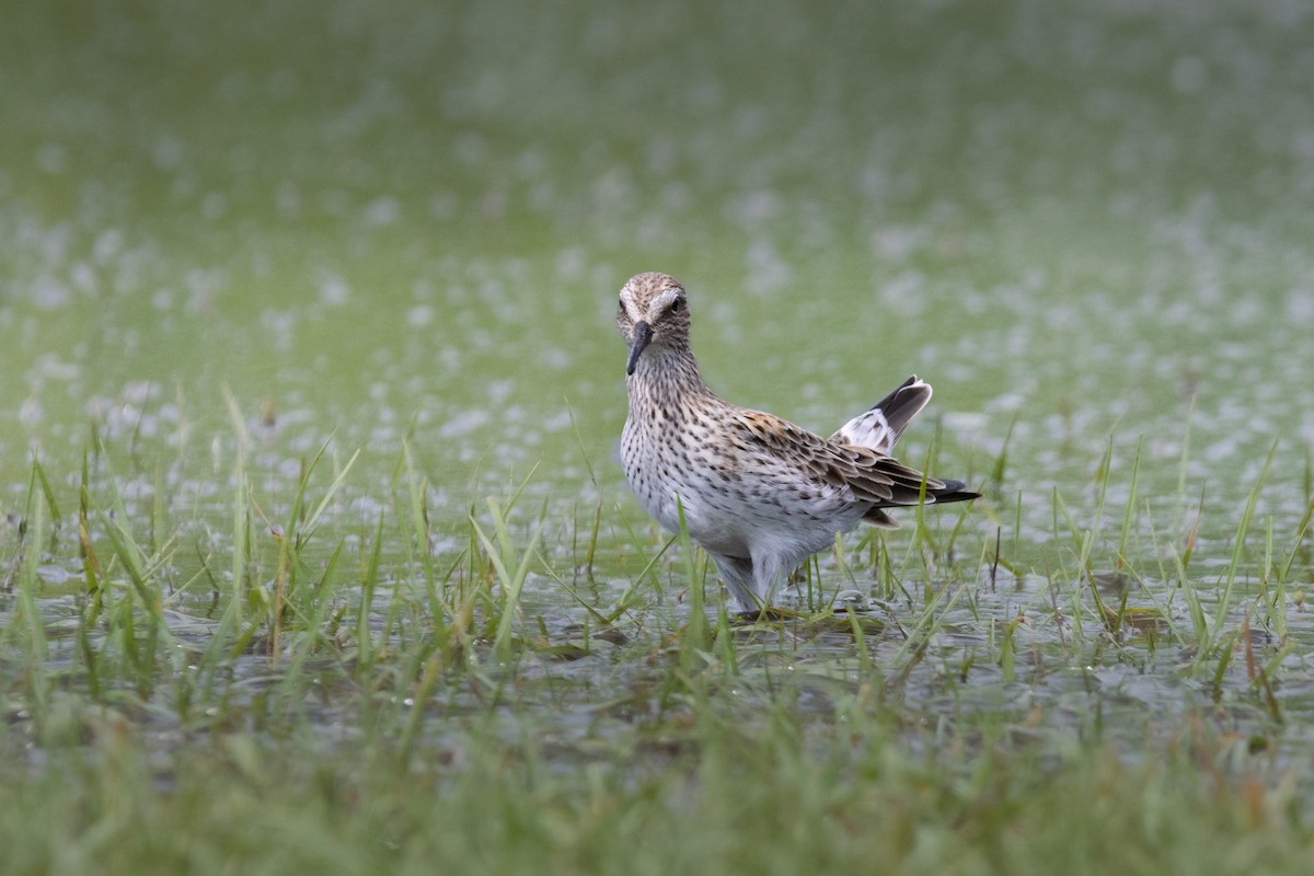 White-rumped Sandpiper - ML635898019
