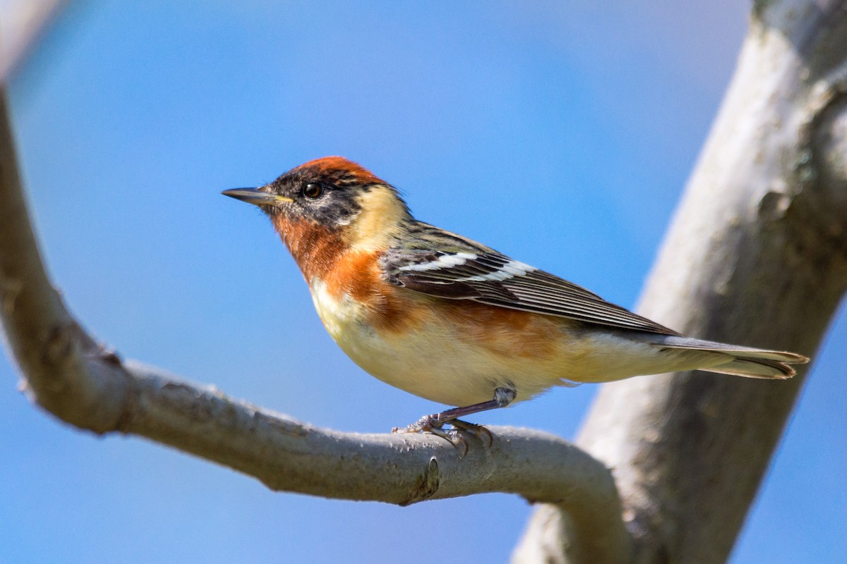 Bay-breasted Warbler - ML635898045