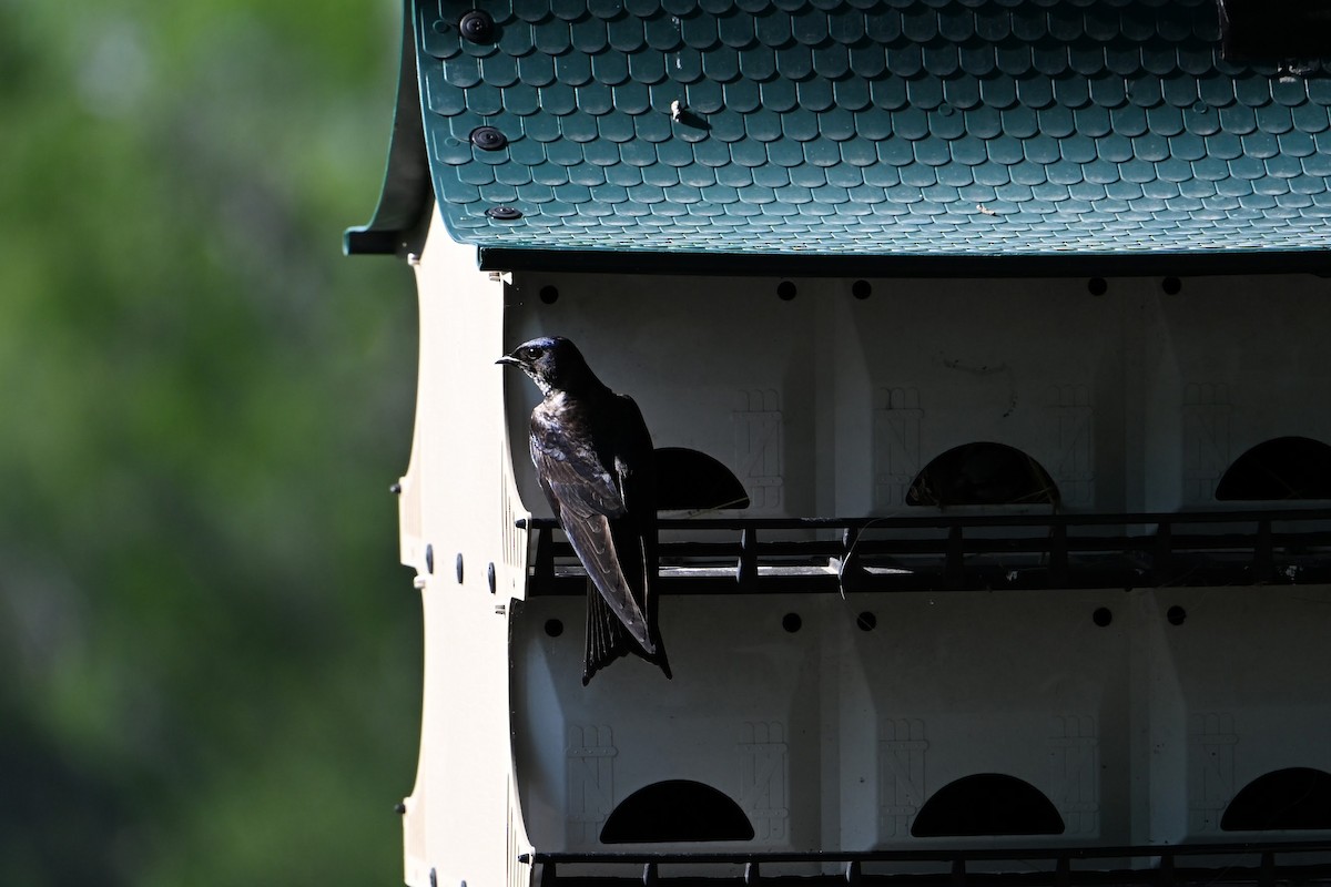 Purple Martin - ML635898068