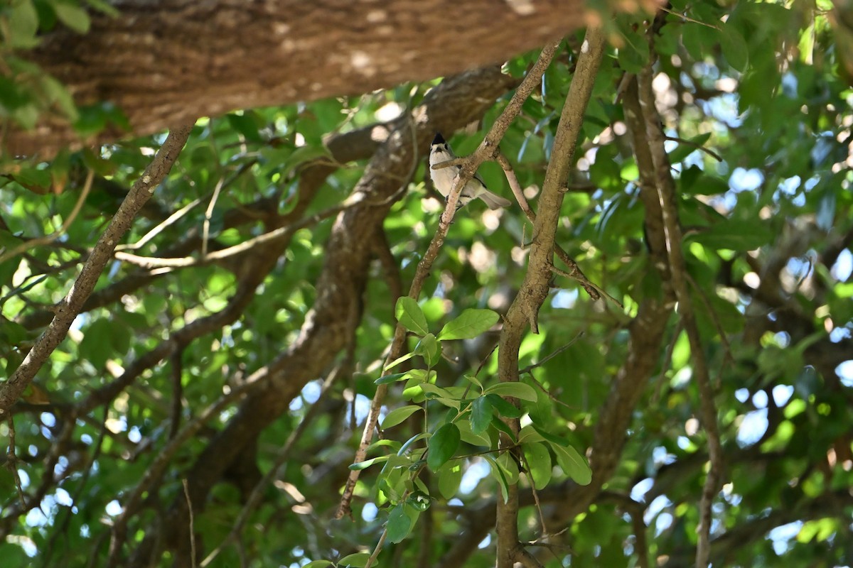 Black-crested Titmouse - ML635898090