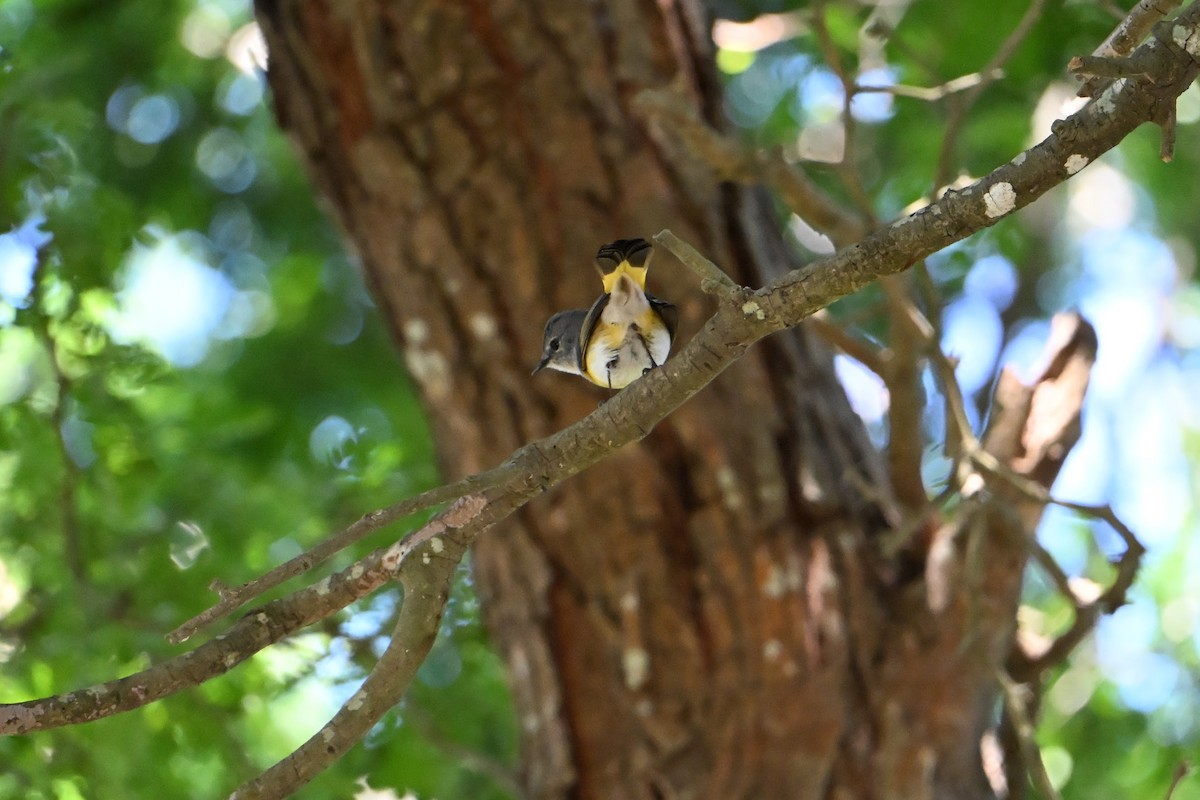 Blue-headed Vireo - ML635898096