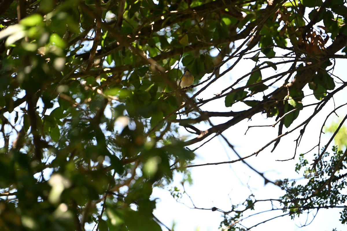 Blue-headed Vireo - ML635898171