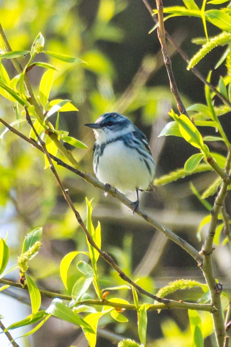 Cerulean Warbler - ML635898191