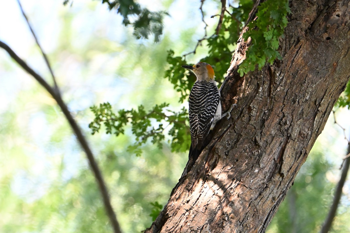 Golden-fronted Woodpecker - ML635898201