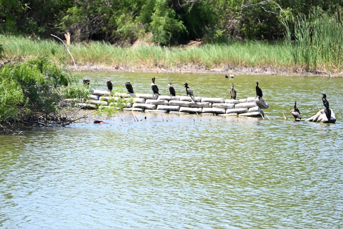 Neotropic Cormorant - ML635898274