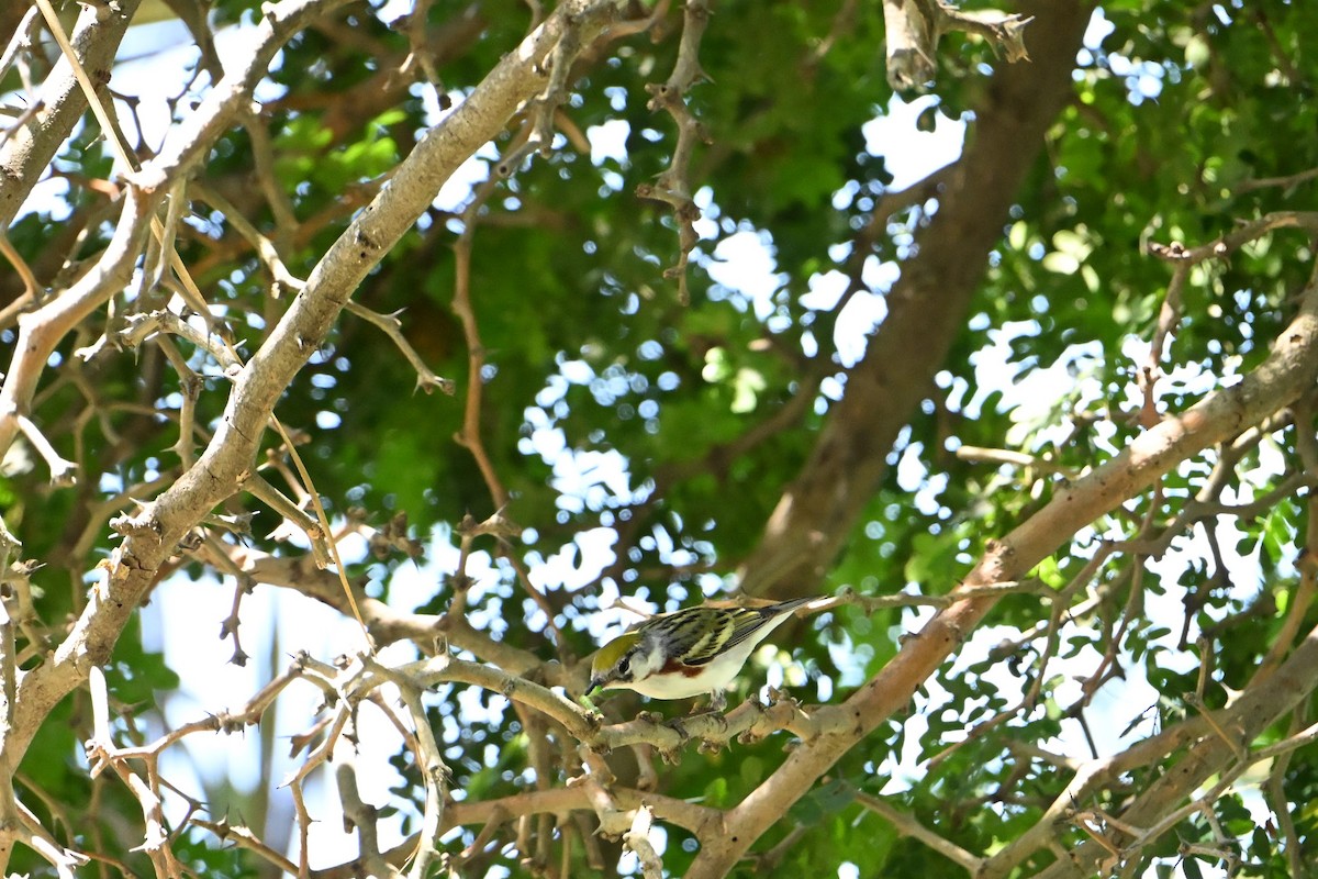 Chestnut-sided Warbler - ML635898302