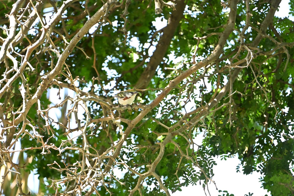 Chestnut-sided Warbler - ML635898314