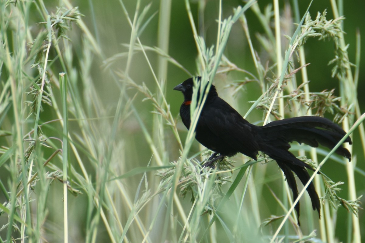 Red-collared Widowbird - ML635898332