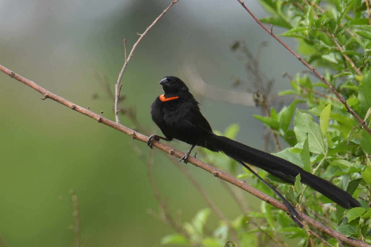 Red-collared Widowbird - ML635898343