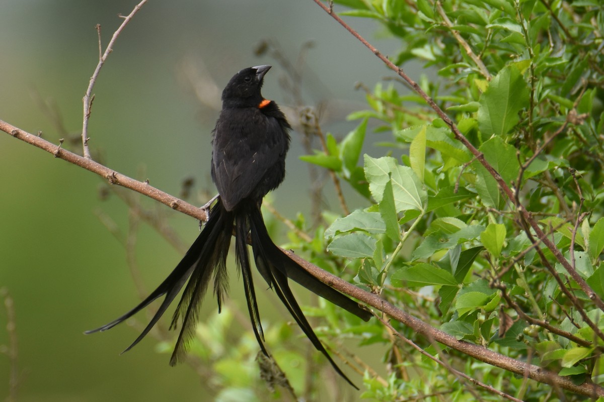 Red-collared Widowbird - ML635898344