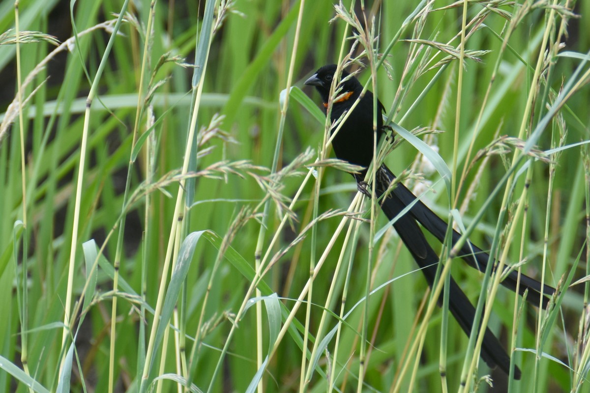 Red-collared Widowbird - ML635898345