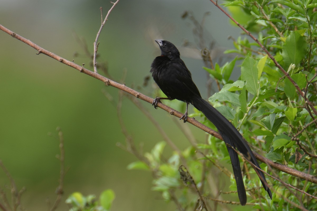 Red-collared Widowbird - ML635898348