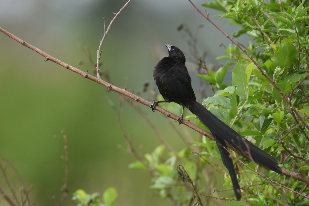 Red-collared Widowbird - ML635898350