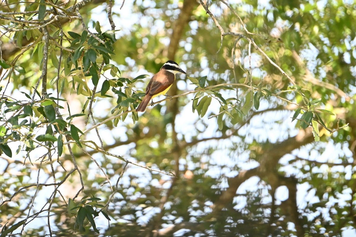 Great Kiskadee - ML635898385