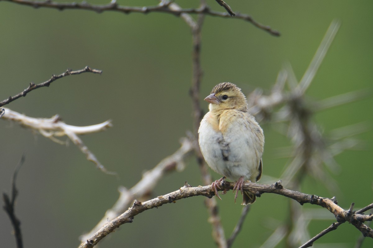Red-collared Widowbird - ML635898417