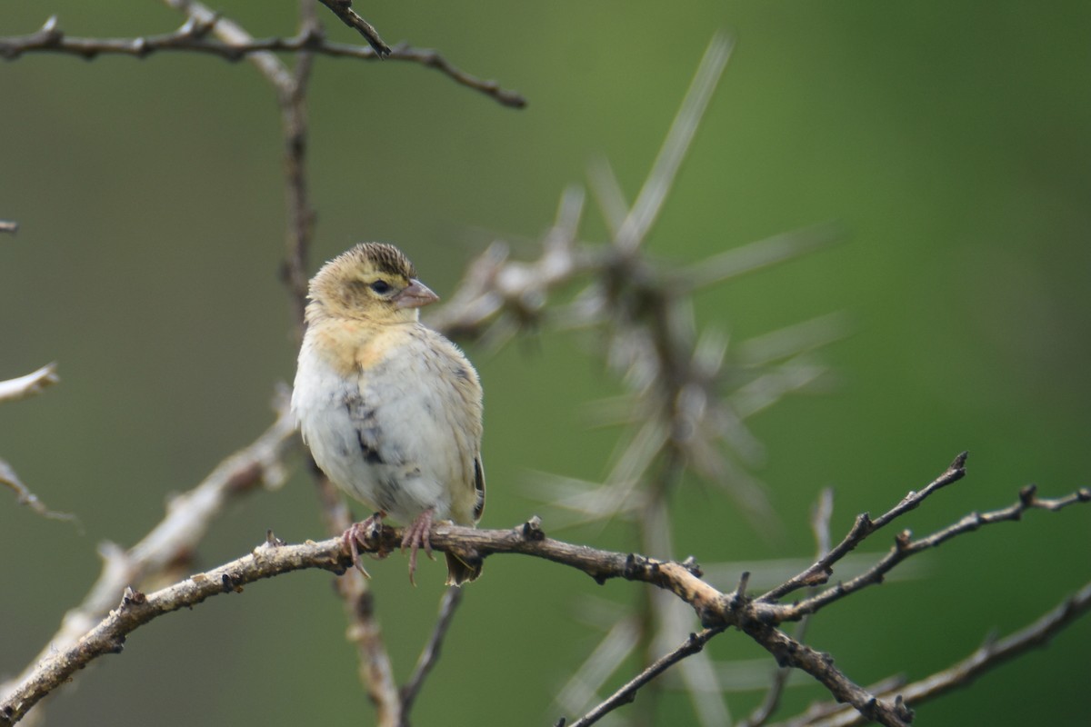Red-collared Widowbird - ML635898418