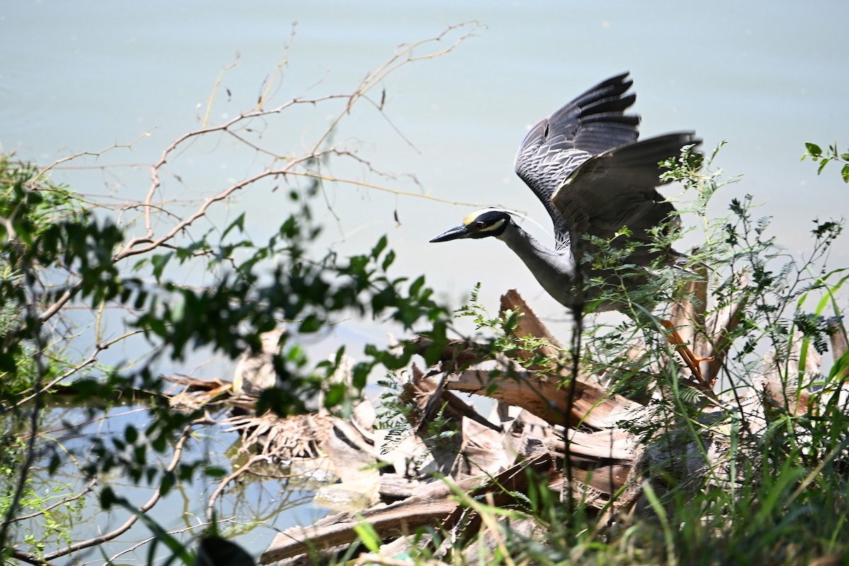 Yellow-crowned Night Heron - ML635898448