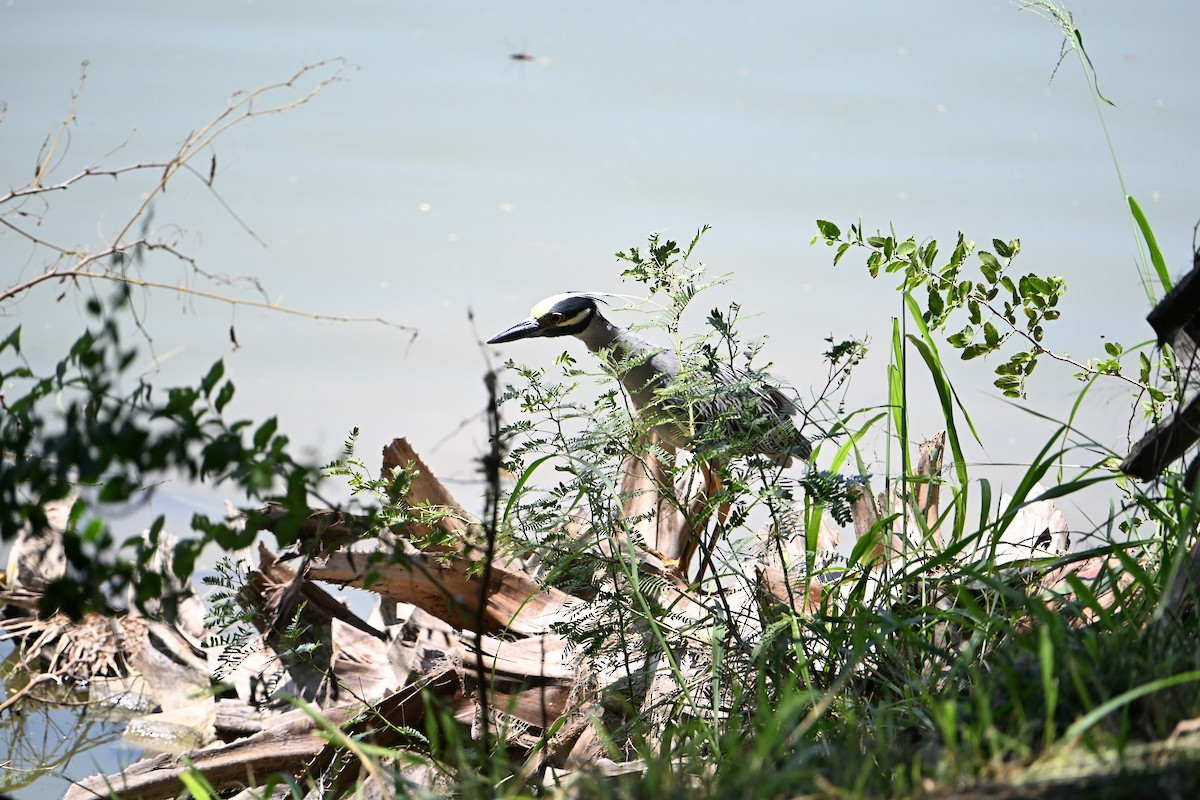 Yellow-crowned Night Heron - ML635898453