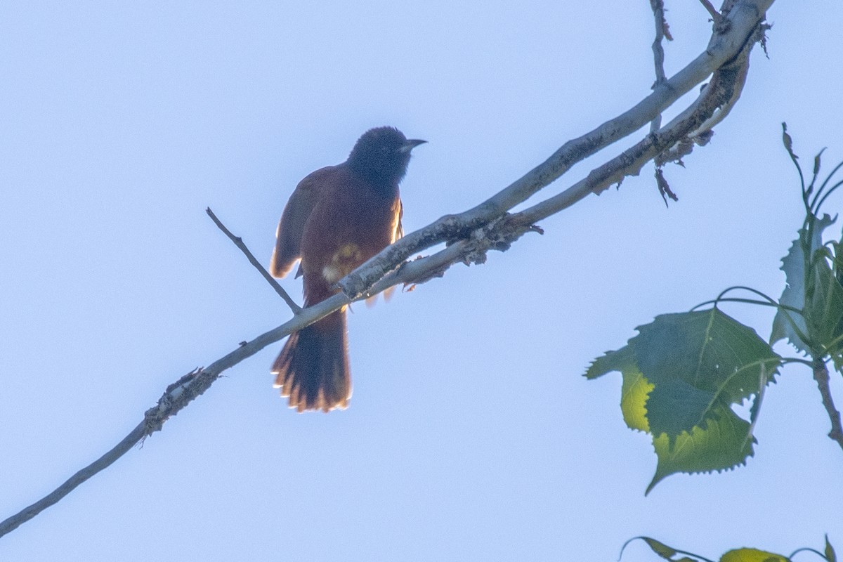 Orchard Oriole - ML635898538