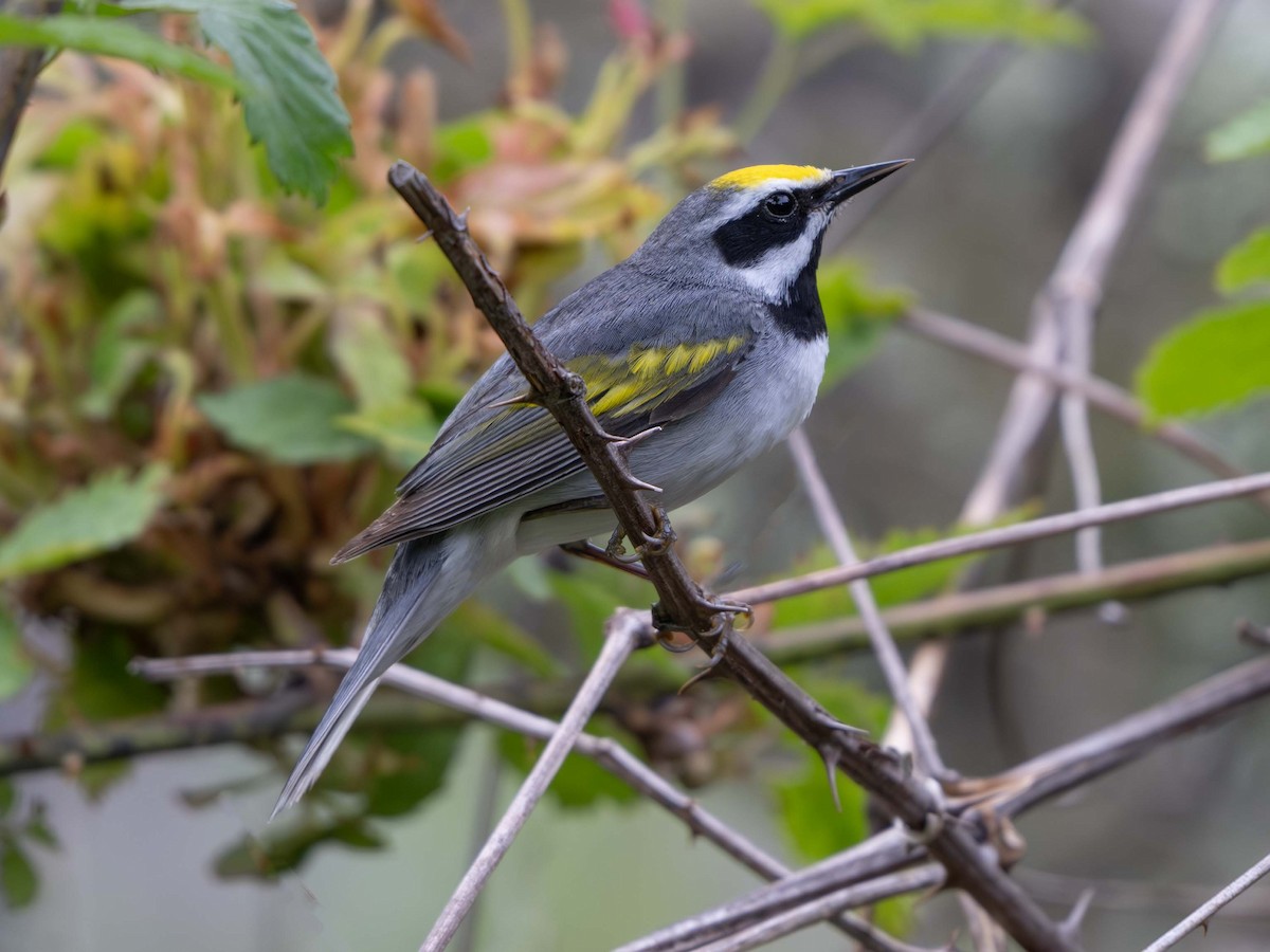 gullvingeparula - ML635898583