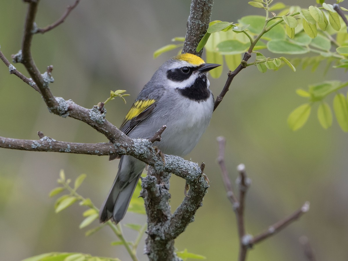 gullvingeparula - ML635898584