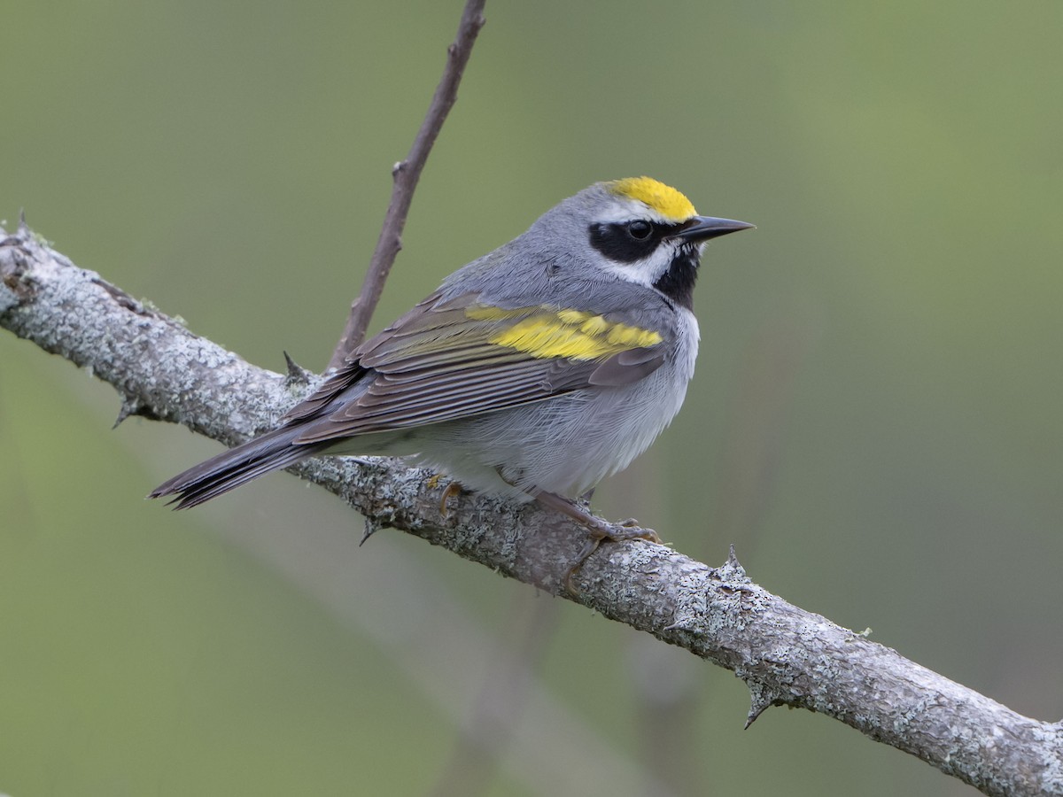 gullvingeparula - ML635898585