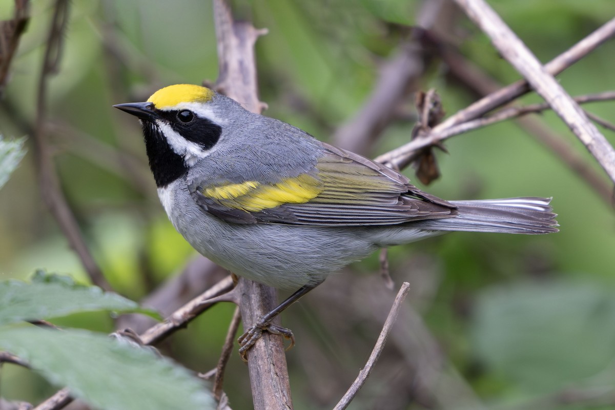 gullvingeparula - ML635898586