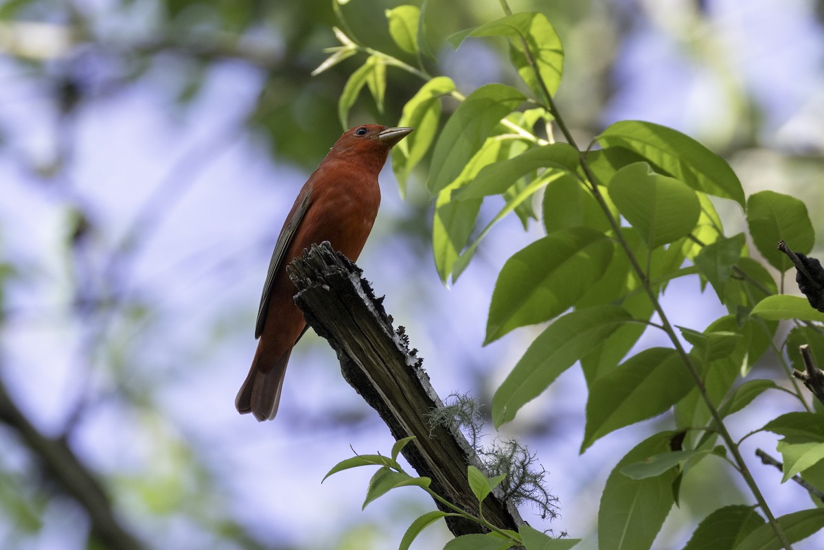 Summer Tanager - ML635898619