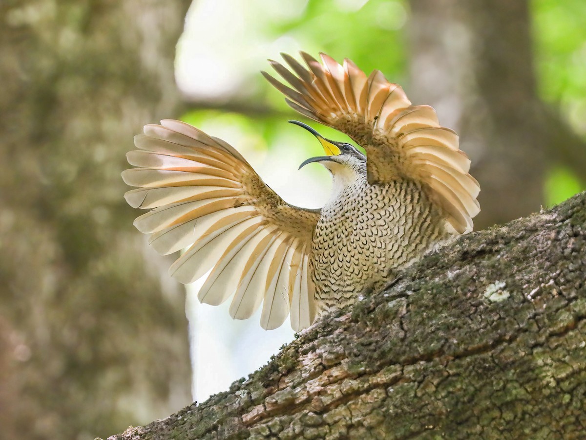 Paradise Riflebird - Ptiloris paradiseus - Birds of the World