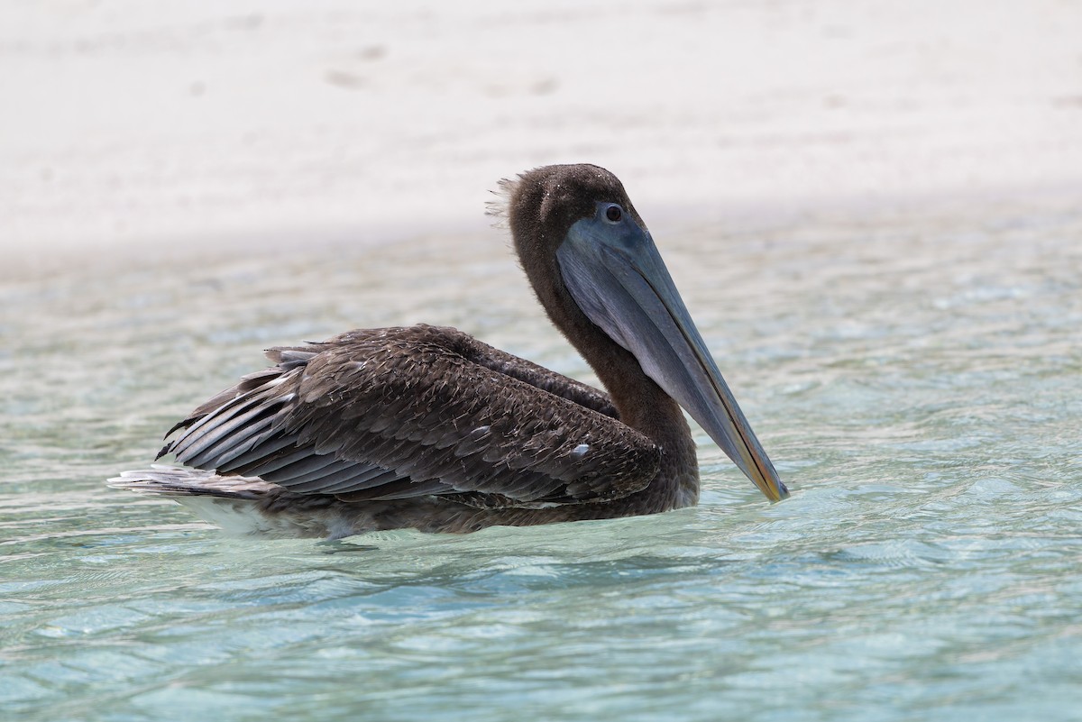 Brown Pelican - ML635898737