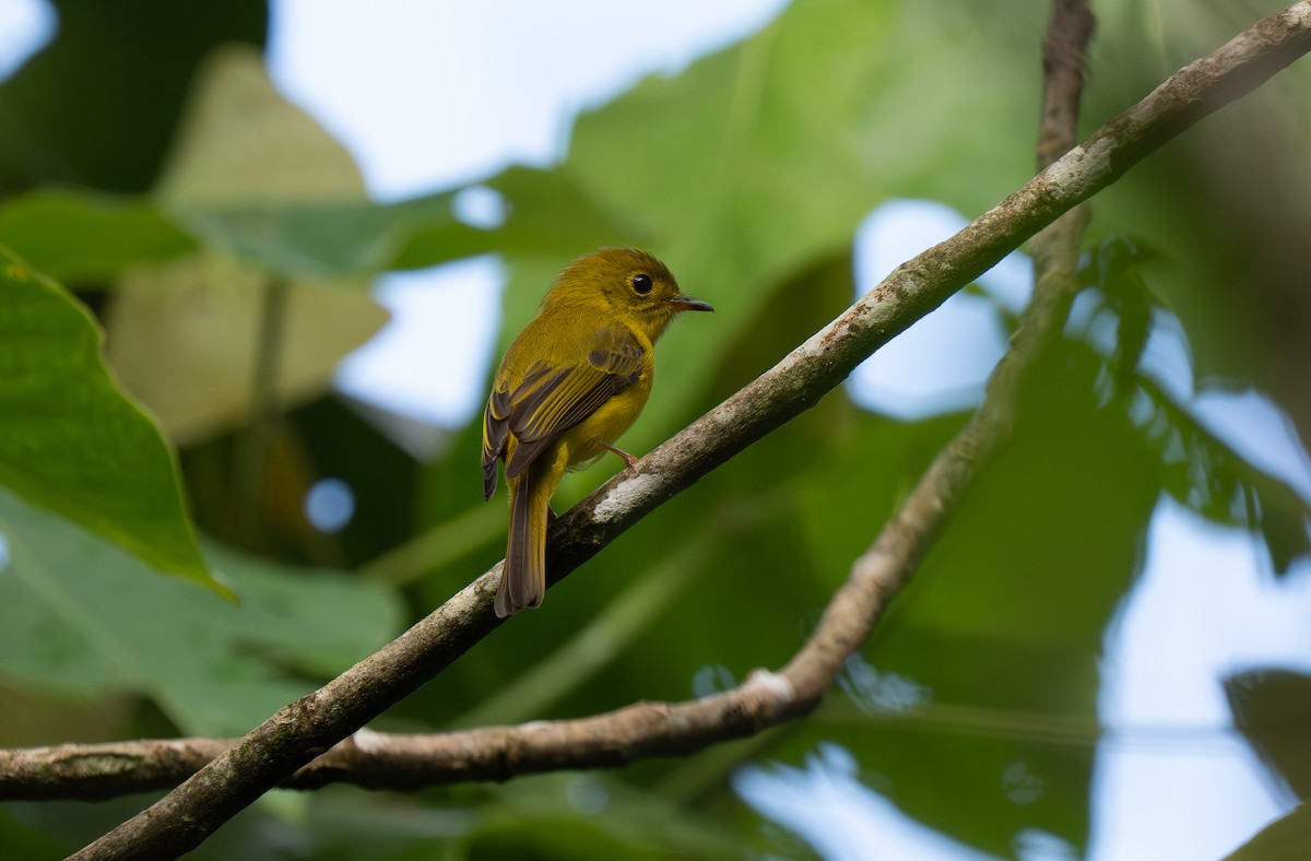 Citrine Canary-Flycatcher - ML635898758